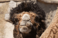 samec Lorenzo z Olomouce